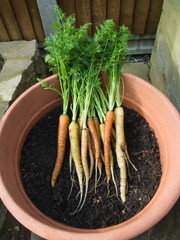 Rainbow F1 carrots after being picked from growing in a pot