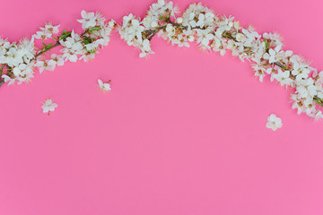 Fototapeta premium Spring border background with beautiful white flowering branches. Pastel pink background, bloom delicate flowers. Springtime concept. Flat lay top view copy space.