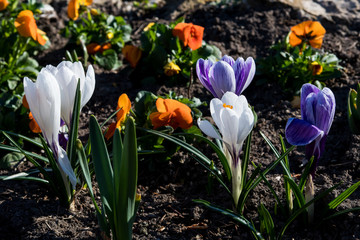 Spring Flowers With Colorful Blossoms In Park