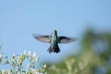 photography of brids, colors and love © Nicolas