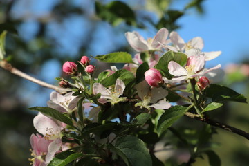 paysage de printemps pommier en fleurs