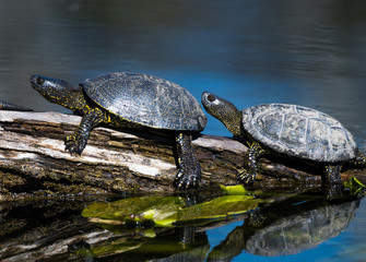 Group Of European Pond Terrapin Water Turtles Sunbathing On A Tree In The Danube Wetland National Park in Austria