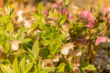 Hellebore flower in yellow with spotted centre