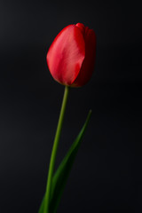 Red tulip on dark black background