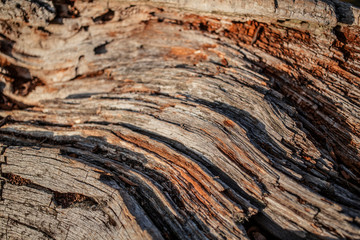 old oak tree with dry tribe and sunlight in background 