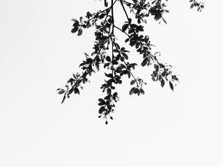 Fototapeta premium Cherry Tree high elevation Blossom 
