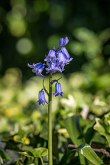 Bluebells in the spring sunshine, with a shallow depth of field