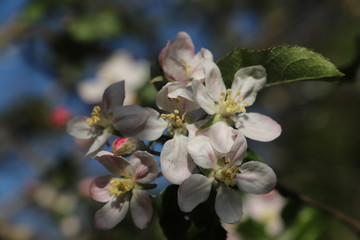 Fototapeta na wymiar paysage de printemps pommier en fleurs