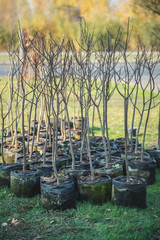 reforestation set of young trees trunks in pots