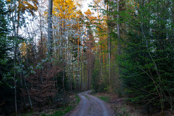 Waldweg im Frühjahr | Forest track in Spring