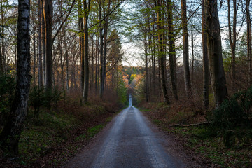 Waldweg im Frühjahr | Forest track in Spring