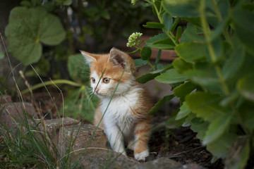 Naklejka na ściany i meble Cute stray kitten hidden in garden in flowers