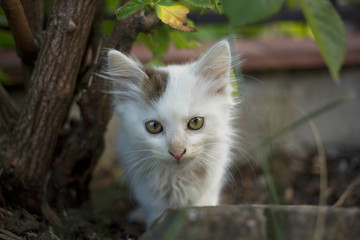 cute stray white kitten hidden in garden 