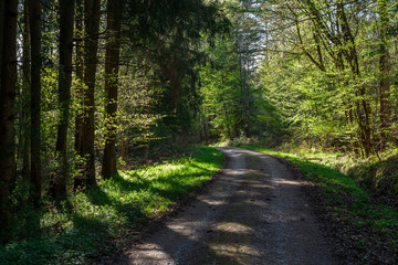 Waldweg im Frühjahr | Forest track in Spring