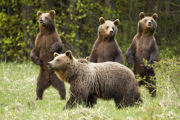 Family of brown bear, ursus arctos, with mother and curious three cubs standing on rear legs in...