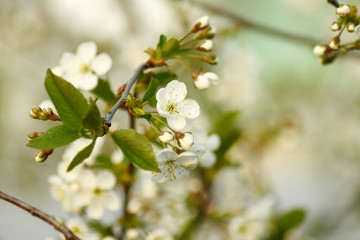 branch of a cherry tree