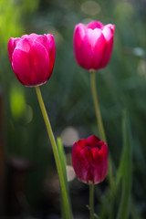 Colorful Tulips in Garden. Beautiful bokeh.