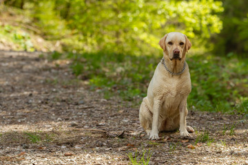 Obraz na płótnie Canvas Beautiful Labrador female along a mountain trail
