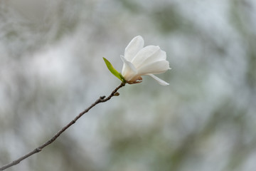 Beautiful white delicate magnolia flower. Blooming magnolia tree in the spring. Beautiful close up magnolia flower. Selective focus.