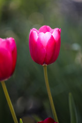 Colorful Tulips in Garden. Beautiful bokeh.