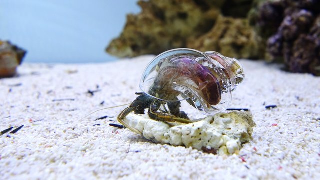 Artificial Hermit Crab In Aquarium