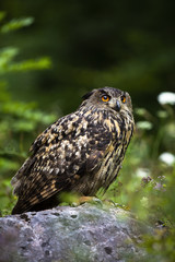 Strong eurasian eagle-owl, bubo bubo, looking up and sitting on a stone in summer nature. Majestic...