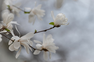 Selective focus. Beautiful white delicate magnolia flower. Blooming magnolia tree in the spring. Beautiful close up magnolia flower.