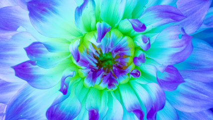 Dahlia Type Flower Close-up with Blue and Yellow Pedals