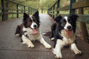 Two border collie with open mouth and tongue out looking and lying on ground of bridge with green background