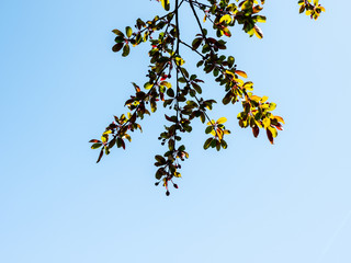 CHERRY TREE IN BLOSSOM IN HIGH ELEVATION VIEW 