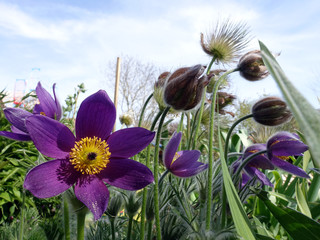 blühende Küchenschelle (Pulsatille vulgaris)
