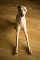 Brown dog Italian greyhound sitting on brown wooden floor and have fun 