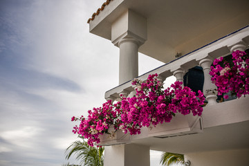 Fototapeta na wymiar Buiding balcony with purple flowers