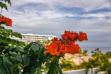 Red flowers aginst cloudy sky