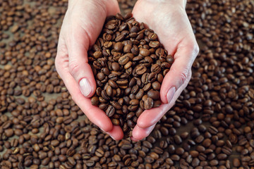 Aromatic roasted coffee beans in the palms of your hands
