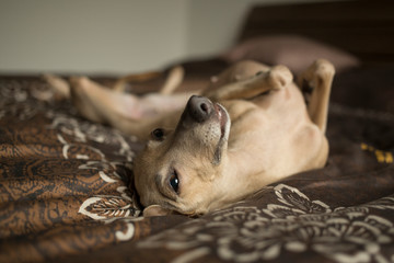 Little brown dog Italian greyhound lying on bed with brown bedding with floral ornament which is caress by woman hand with tattoo