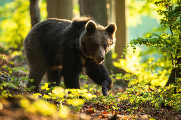 Dangerous brown bear, ursus arctos, walking in summer nature at sunrise. Strong mammal with claws and fur looking into camera in woodland back lit from sun. Side view of animal moving.