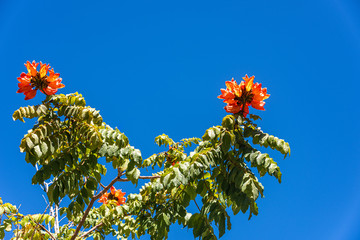 Bright red flowers with blue sky background