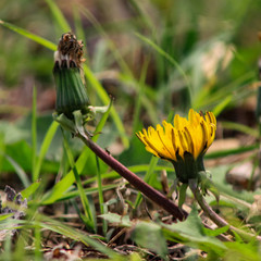 dandelion in grass