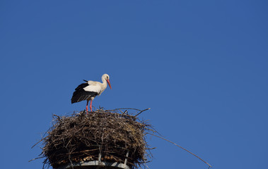 a white large stork stands in its nest, in the height, against a blue sky