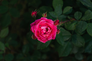 Red rose Bush in selective focus, rose in a flower bed, garden rose close-up