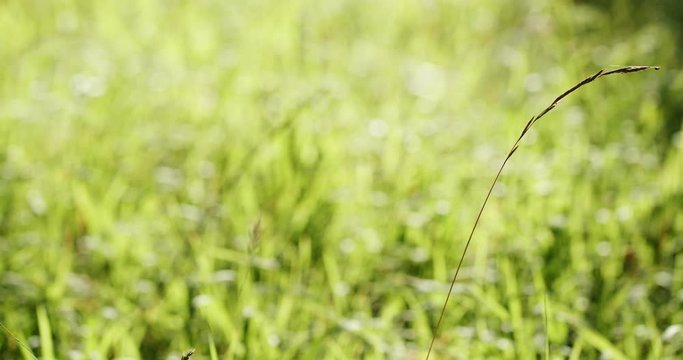Lone spike of dry grass on the background of green bright grass. Symbol of loneliness and billing