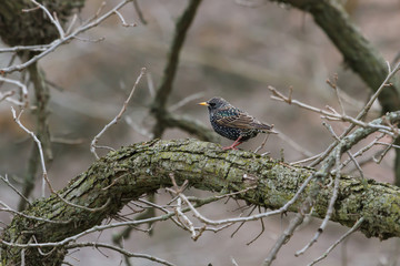 European Starling perched in a lichen-covered tree. 