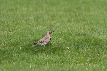 Northern Flicker foraging in the green grass. 