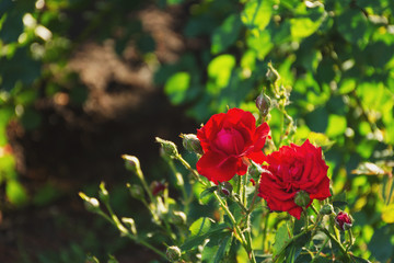 Red rose Bush in selective focus, rose in a flower bed, garden rose close-up