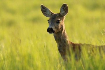 Close-up of an interested roe deer, capreolus capreolus, doe observing with interest on green summer meadow with sun shining from behind. Head of surprised female wild animal in nature.