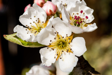 pear blossom in spring time