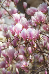 Beautiful pink Magnolia soulangeana flowers on a tree. Magnolia scented blooms with Tulip-like flowers in the spring garden. Blooming Magnolia Tulip Tree.