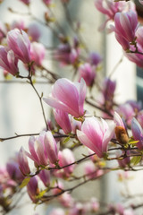 Beautiful pink Magnolia soulangeana flowers on a tree. Magnolia scented blooms with Tulip-like flowers in the spring garden. Blooming Magnolia Tulip Tree.