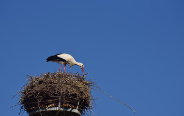 a white large stork stands in its nest and repairs it with branches against a blue background in nature